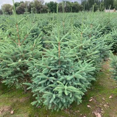 山东泰安岱岳区@云杉@青藤苗木经营中心