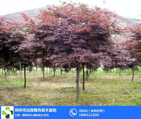 8公分红枫 远森银杏 8公分红枫苗