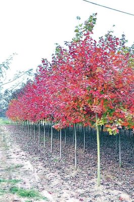 霜叶红于二月花