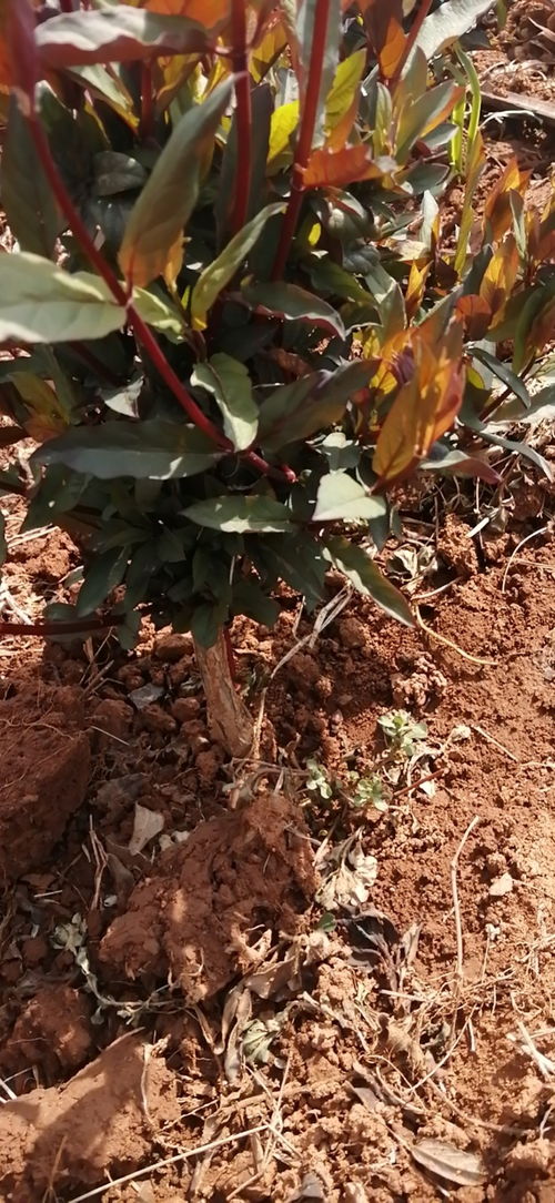 连云港红色金银花大苗花期长 质量优 产量高