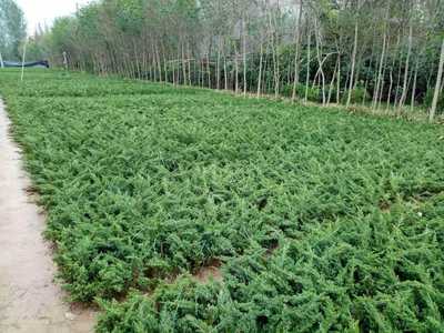 沭阳县拓农园林绿化苗木场