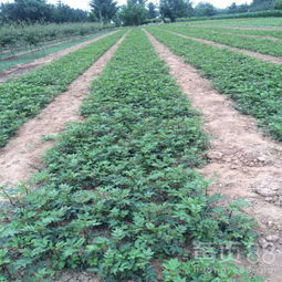【梁平花椒苗生产厂家、梁平花椒苗哪里有卖的】- 