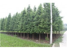 产品展示 南县鸿亨苗木种植专业合作社