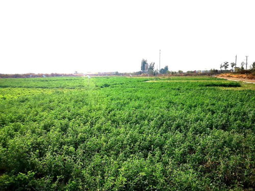 滨海区 科技植绿盐碱滩 四季青翠满家园