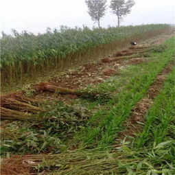 新闻 宁波桃树苗怎么种出来的 苗木厂家