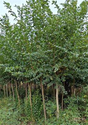 【鄂州桂花苗批发】利川市顺通苗木种植专业合作社 - 产品库