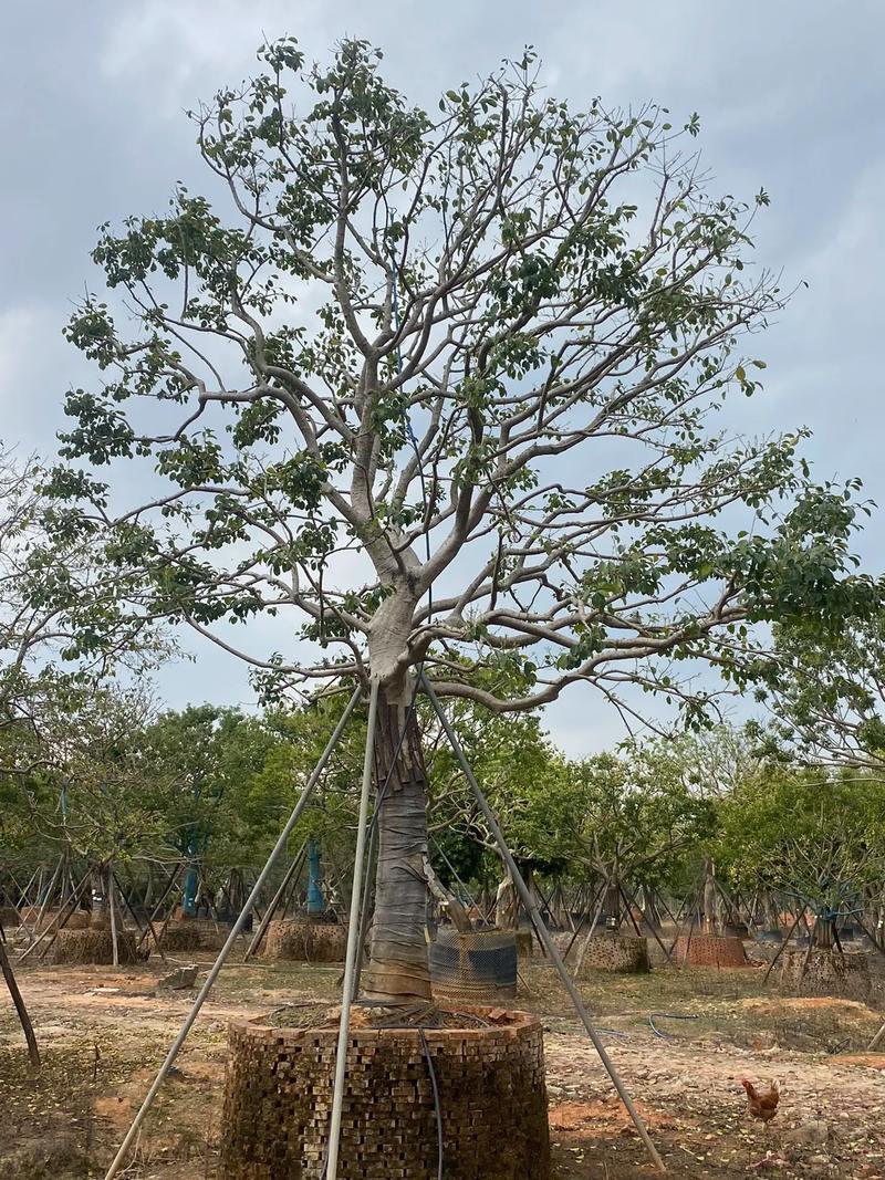 铁冬青,继续收购中#苗木种植基地 #园林绿化工程苗木人