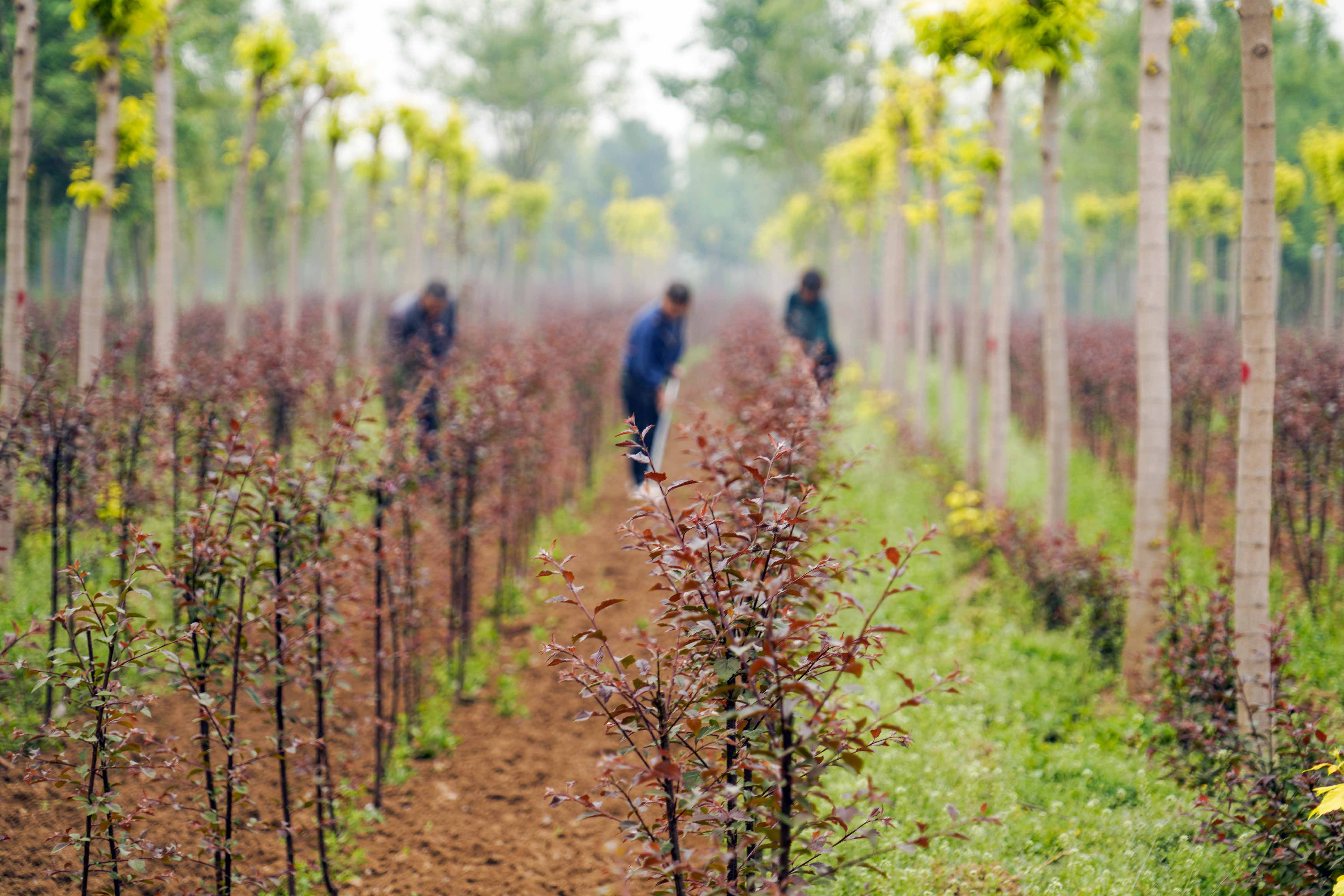 遵化:培育景观苗木助增收_河北农网