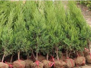 供甘肃苗木和陇南塔柏苗木种植基地