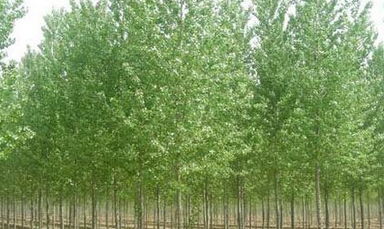 东丰县诚信苗木种植专业合作社