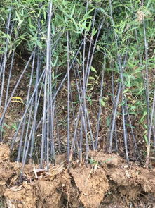 恭喜安吉其龙苗木种植场入驻苗木通平台 专注精品绿化苗木