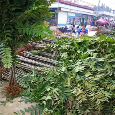 大棚香椿苗陕西省附加值高品种 苗圃便宜