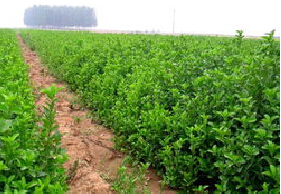 山东泰安大叶黄杨图片|山东泰安大叶黄杨产品图片由泰安嘉祺苗木种植销售公司生产提供-