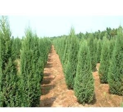 大连绿化苗木苗圃联系方式