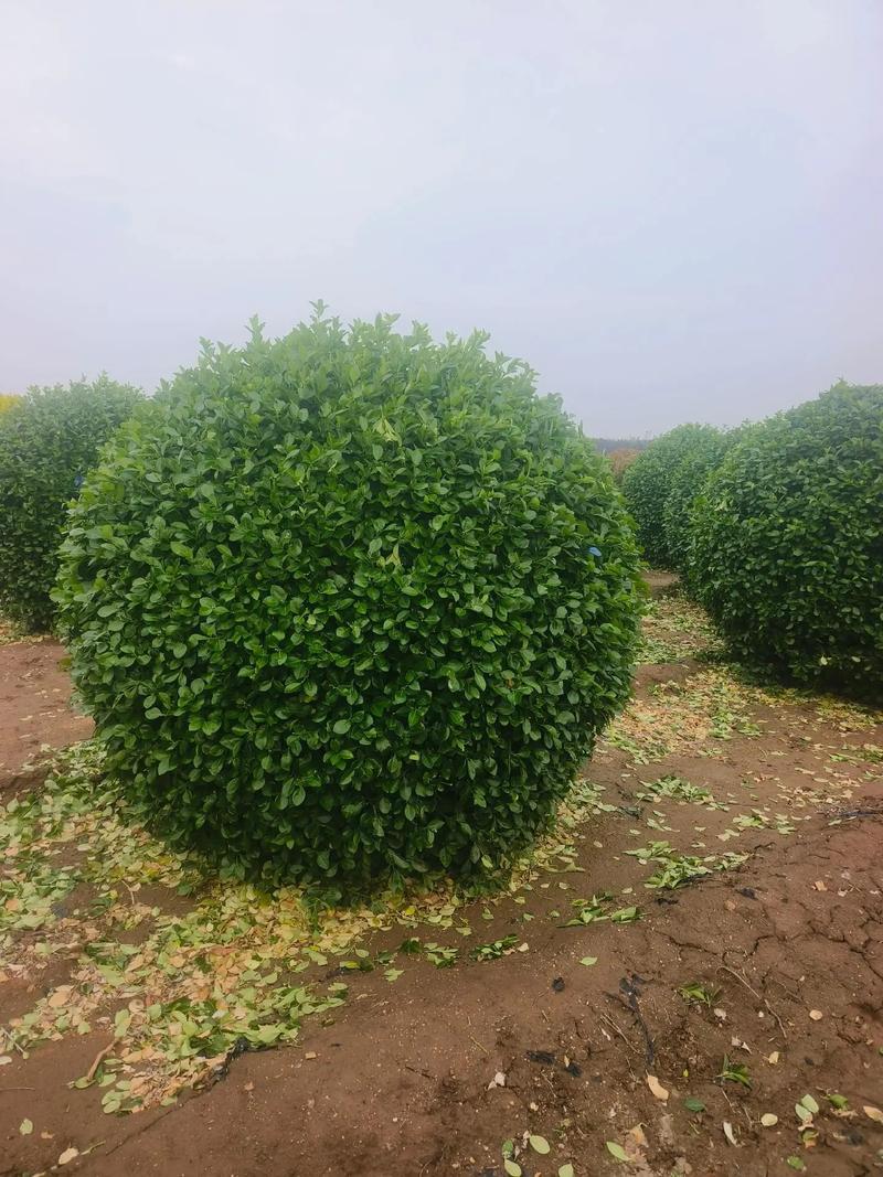 冠幅2米2卫矛球量大出圃,招远157辛庄6273婧萱苗木种植