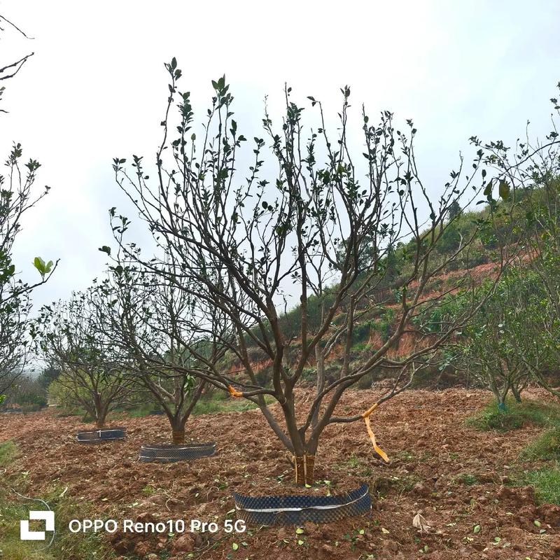 丛生香泡样板苗品质#苗木种植基地