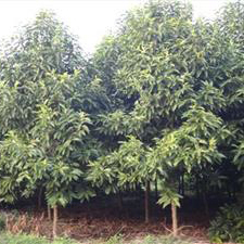 重庆市涪陵区阔展苗木种植园-