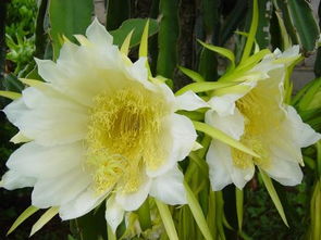 这是云南什么花听说接出果实还很好吃