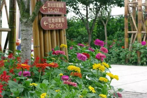 点进来,送你美人指葡萄