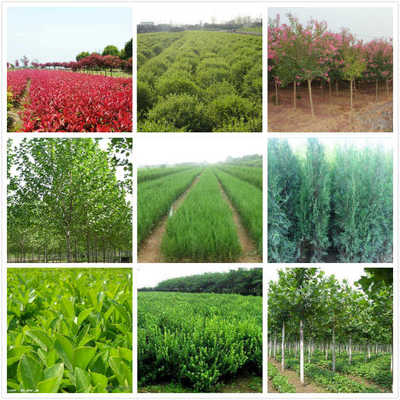 高密出售西府海棠,核桃树苗批发