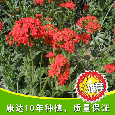 大花剪秋萝 剪秋萝花卉种子 景观花海 容易栽培 耐寒图片_高清图_细节图-酒泉康达农副产品专业合作社