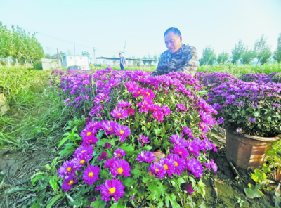 菊花飘香致富路