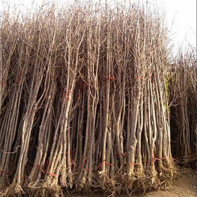 公分银杏树图片