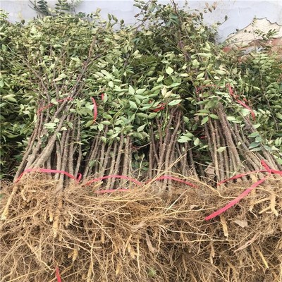 种植花椒苗品种新中苗木花椒苗北方表现好