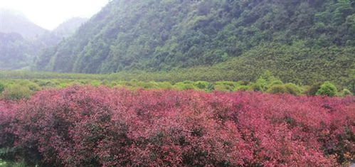 小树苗种出大 钱景 我区积极发展苗木种植产业