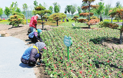 栽植花卉扮靓城市街景