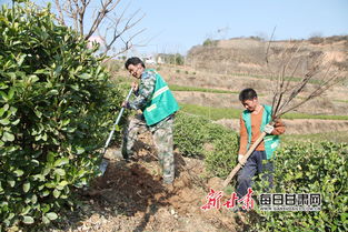 徽县苗木挂着 身份证 扎根雄安新区