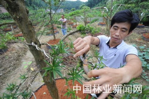 安福花木产品畅销