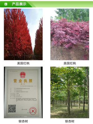 上海直径10厘米银杏树价格