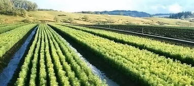 园林苗木种植与后期养护的有效措施探讨