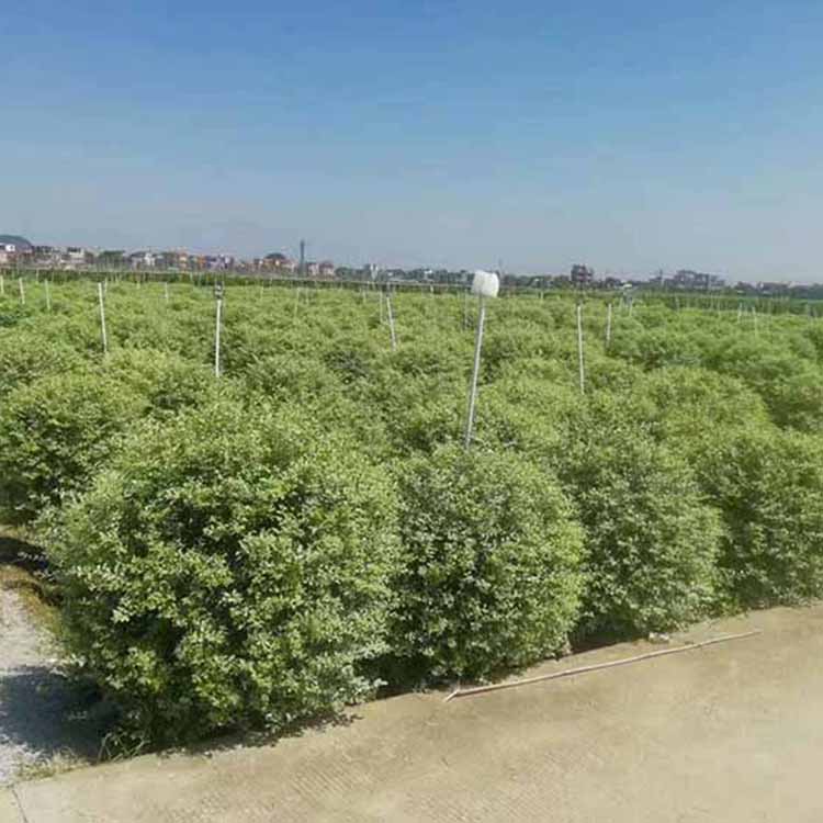 1米银姬小蜡球_苗木_出行_人文风光展示