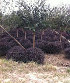 新叶苗木种植农民专业合作社