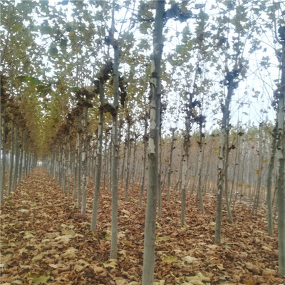 各种绿化苗木速生法桐图片_高清图_细节图-泰安高新区北集坡鑫泽苗木销售中心