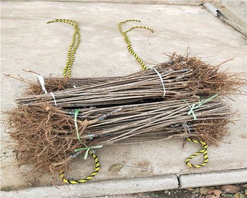 河南车厘子树苗基地,河南车厘子树苗价格