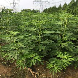 新闻 湖南益阳波姬红无花果苗基地哪里有