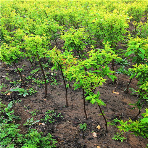 推荐陕西省渭南市1米梨子树苗2公分梨树苗售价及种植