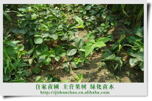 供应批发草莓苗山东泰安苗木草莓种苗指导价 供应批发草莓苗山东泰安苗木草莓种苗厂商 供应批发草莓苗山东泰安苗木草莓种苗厂商 图 尽在农苗网 季守超