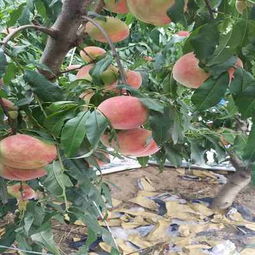 a新闻询问a 吉林吉林法兰地草莓苗种苗公司 纯度有保证