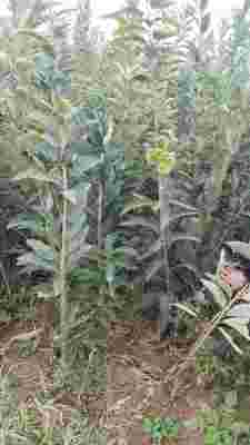 新闻 鄂城甜查理草莓苗脱毒苗种苗公司 纯度有保证