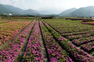 广州花卉苗木种植基地的发展与特色