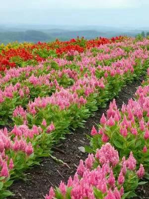 黑龙江鸡冠花批发与花卉种植基地 打造北疆花卉产业新篇章