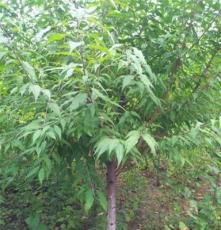 苗木种植：培育绿色生机，助力生态建设