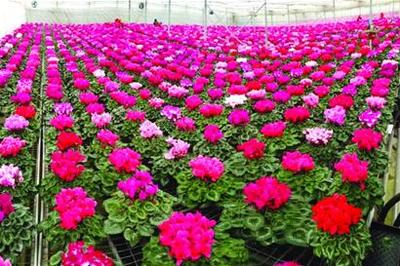 仙客来 待客而来的美丽使者