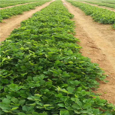 露天种植童子一号草莓苗及供应商选择指南