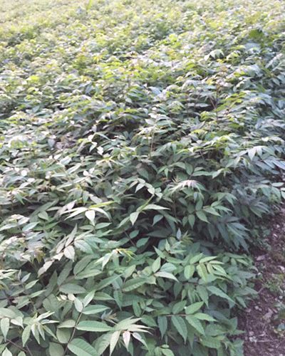 马褂木树苗价格解析与选购建议——以鹤峰众鑫苗木种植为例