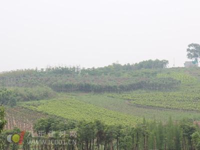 十里花廊初成形 苗木种植成规模